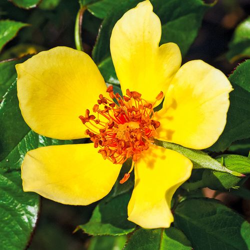 Aranysárga - Szimpla virágú - magastörzsű rózsafa- bokros koronaforma